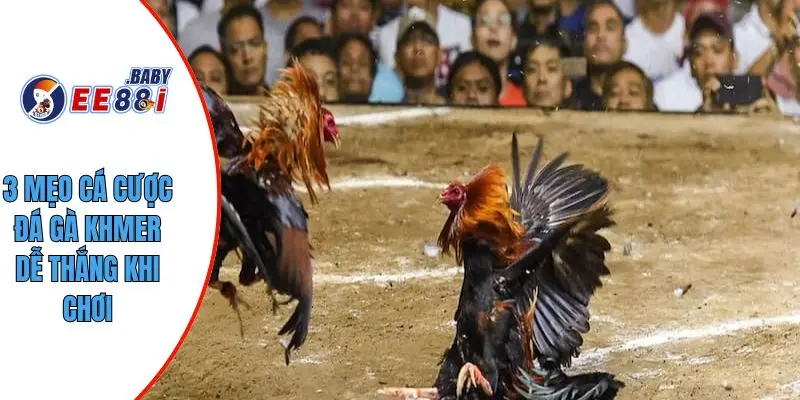 3 mẹo cá cược đá gà khmer dễ thắng khi chơi