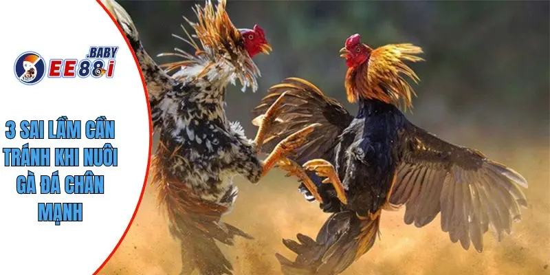 3 sai lầm cần tránh khi nuôi gà đá chân mạnh
