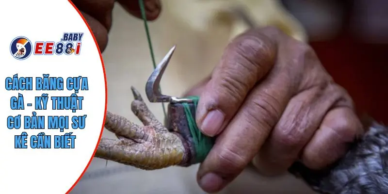 Cách Băng Cựa Gà