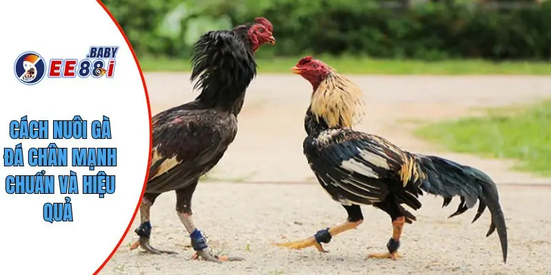 Cách nuôi gà đá chân mạnh chuẩn và hiệu quả