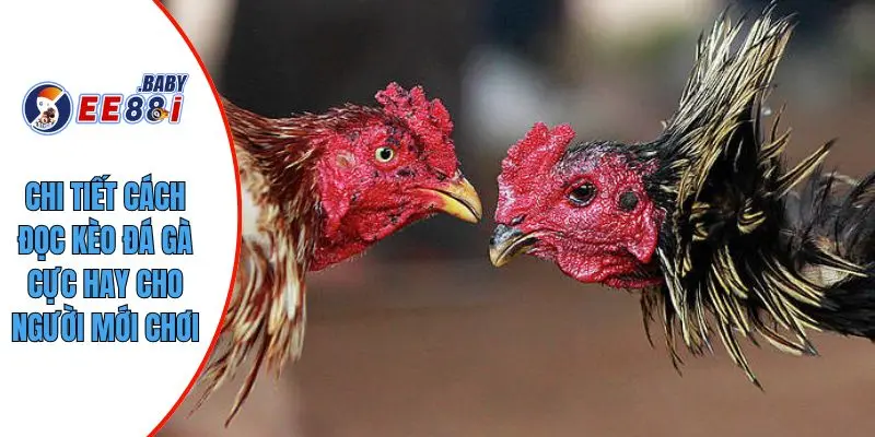 Chi tiết cách đọc kèo đá gà cực hay cho người mới chơi