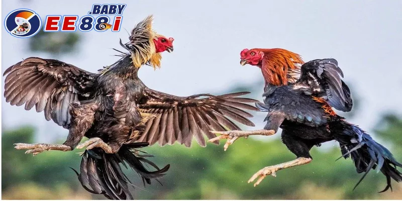 Trải nghiệm đá gà trực tuyến cùng EE88
