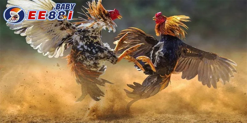 Tại sao đá gà trực tuyến ngày càng được ưa chuộng