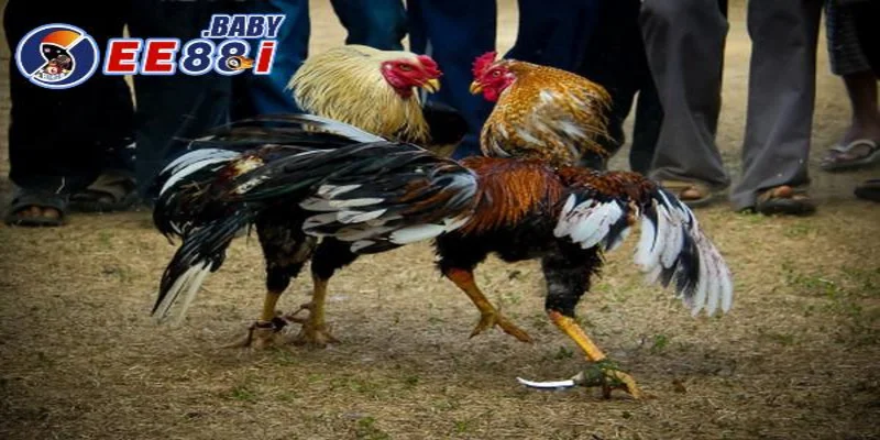 Bí quyết tham gia đá gà trực tuyến hiệu quả