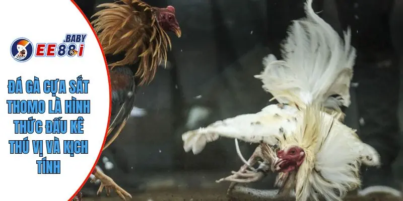 Đá gà cựa sắt thomo là hình thức đấu kê thú vị và kịch tính