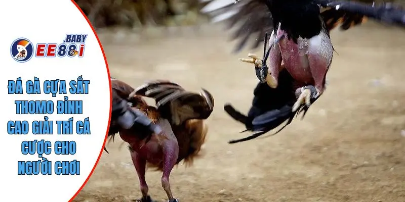 Đá Gà Cựa Sắt Thomo