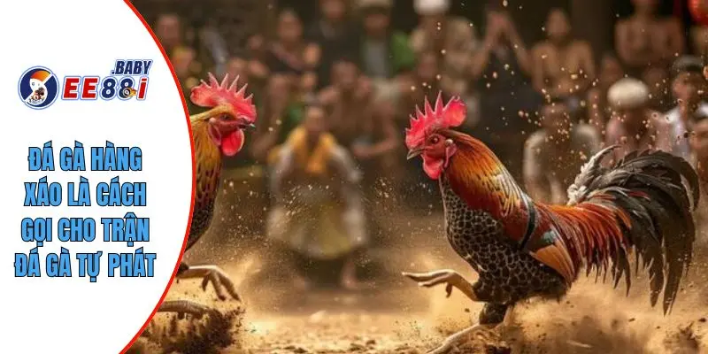 Đá gà hàng xáo là cách gọi cho trận đá gà tự phát