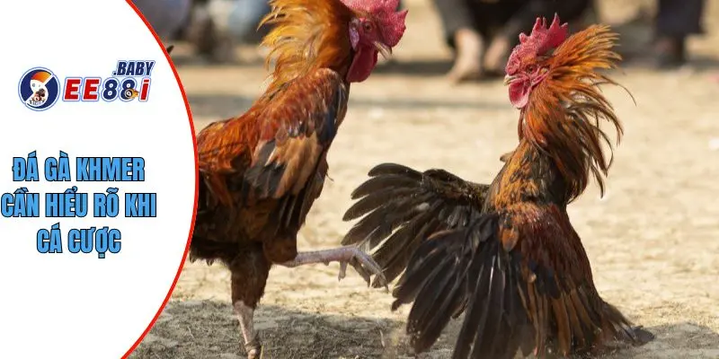 Đá gà khmer cần hiểu rõ khi cá cược