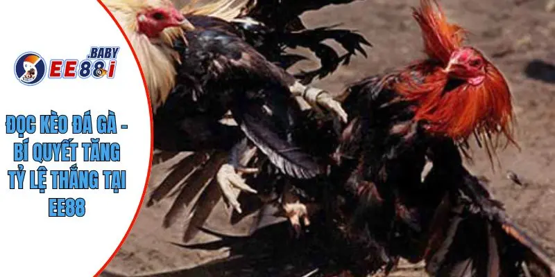 Đọc Kèo Đá Gà