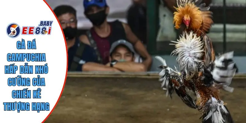 Gà Đá Campuchia
