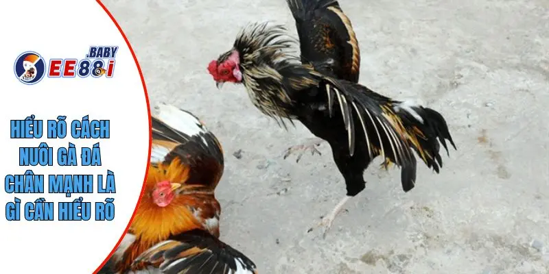 Hiểu rõ cách nuôi gà đá chân mạnh là gì cần hiểu rõ