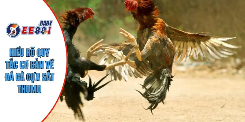 Hiểu rõ quy tắc cơ bản về đá gà cựa sắt Thomo
