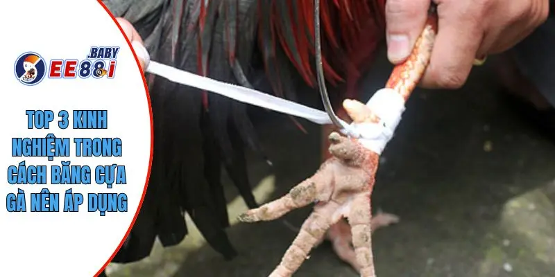 Top 3 kinh nghiệm trong cách băng cựa gà nên áp dụng