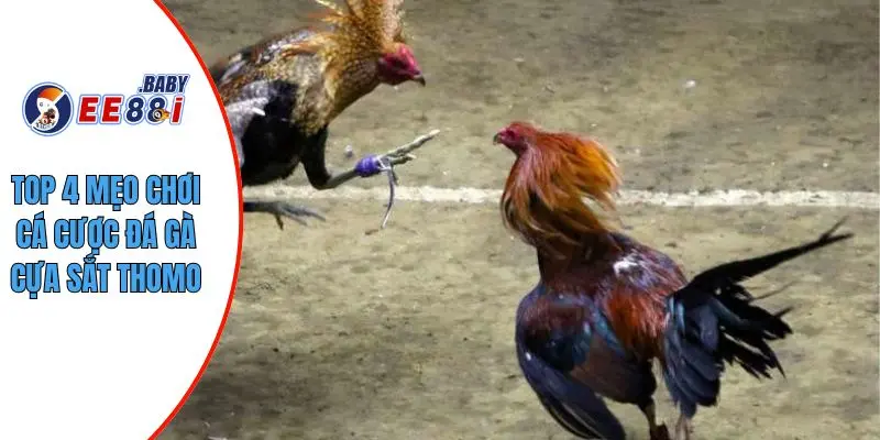 Top 4 mẹo chơi cá cược đá gà cựa sắt Thomo