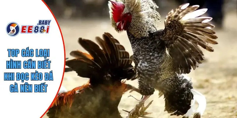 Top các loại hình cần biết khi đọc kèo đá gà nên biết