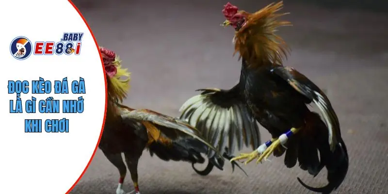 Đọc kèo đá gà là gì cần nhớ khi chơi